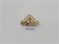 藏品(尺蛾229)的圖片